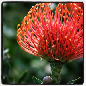 Flower at Kirstenbosch Botanical Garden in South Africa