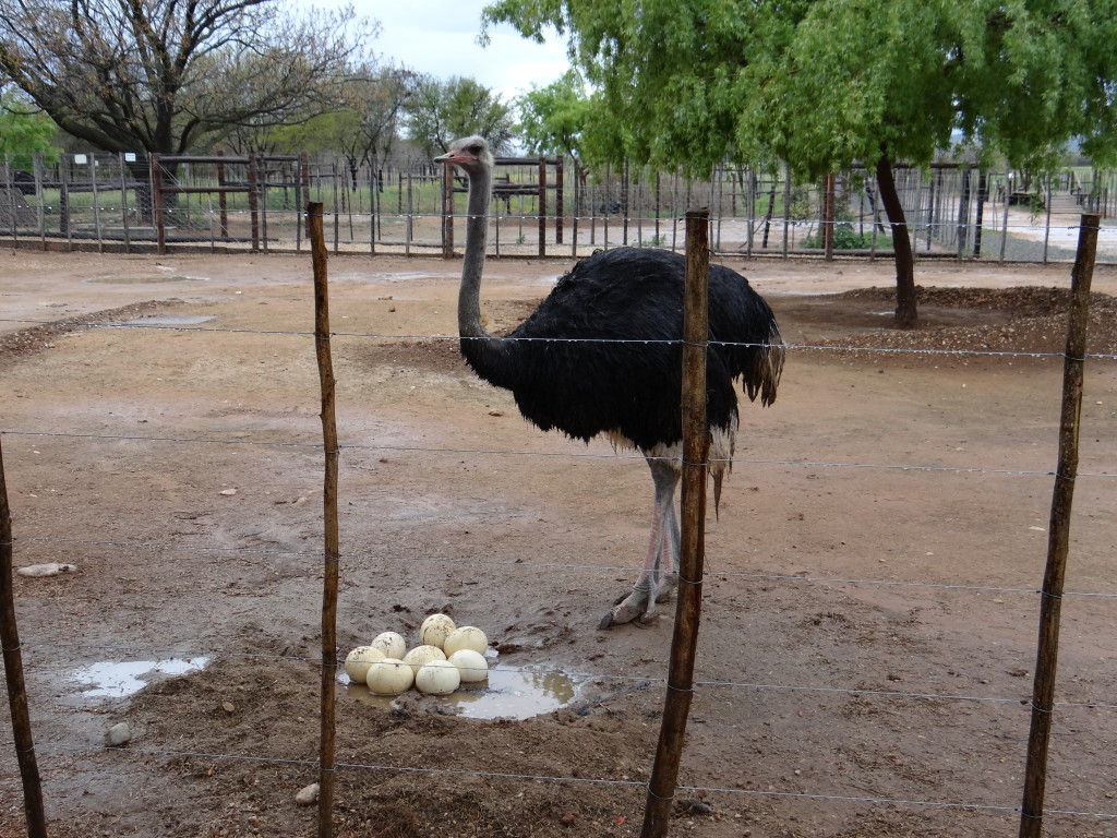 Ostrich male in South Africa