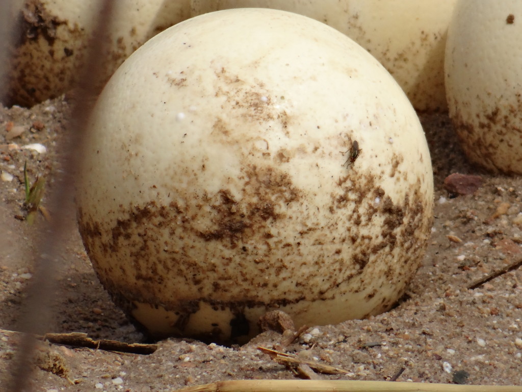 Ostrich egg