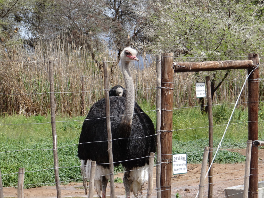 Male Ostrich South Africa