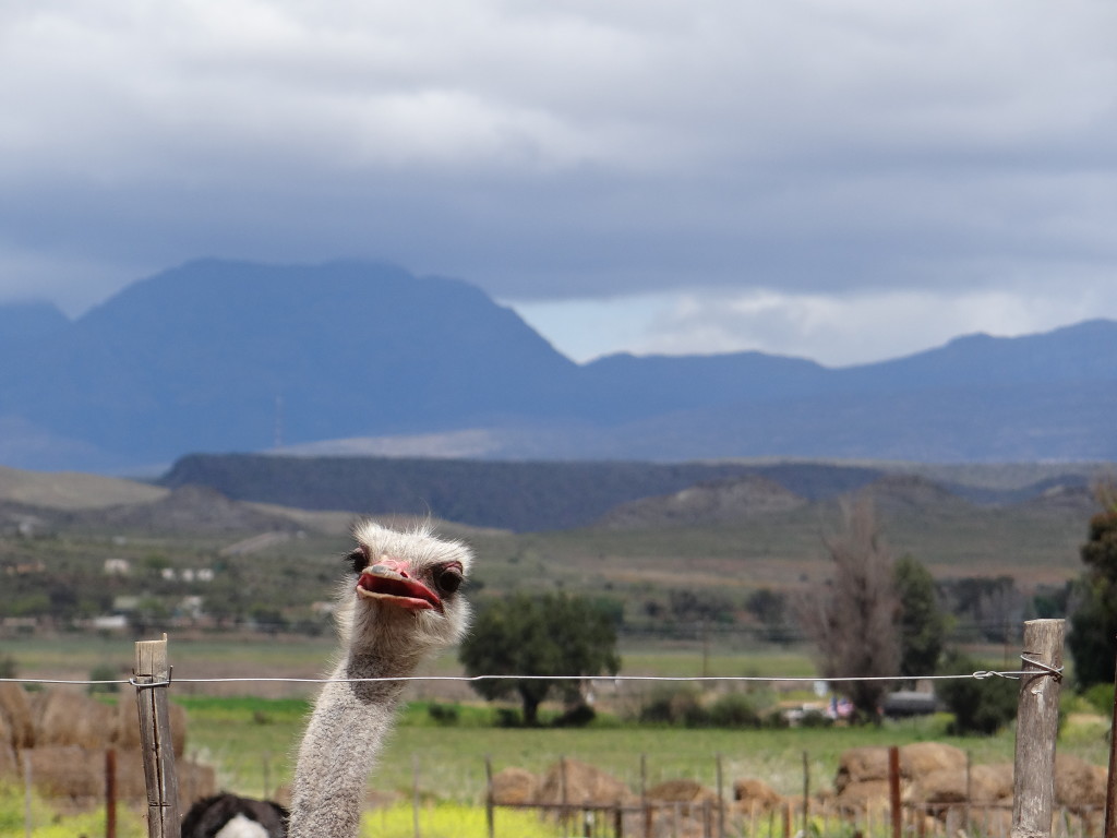 Ostrich Oudtshoorn