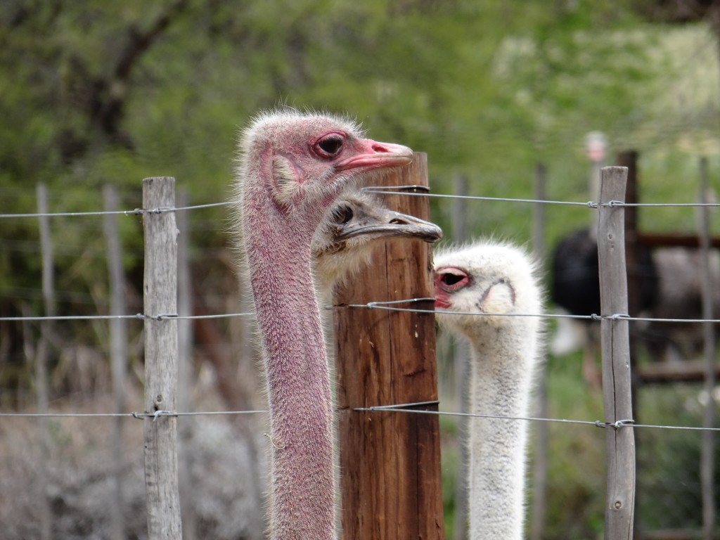 Ostrich farm South Africa