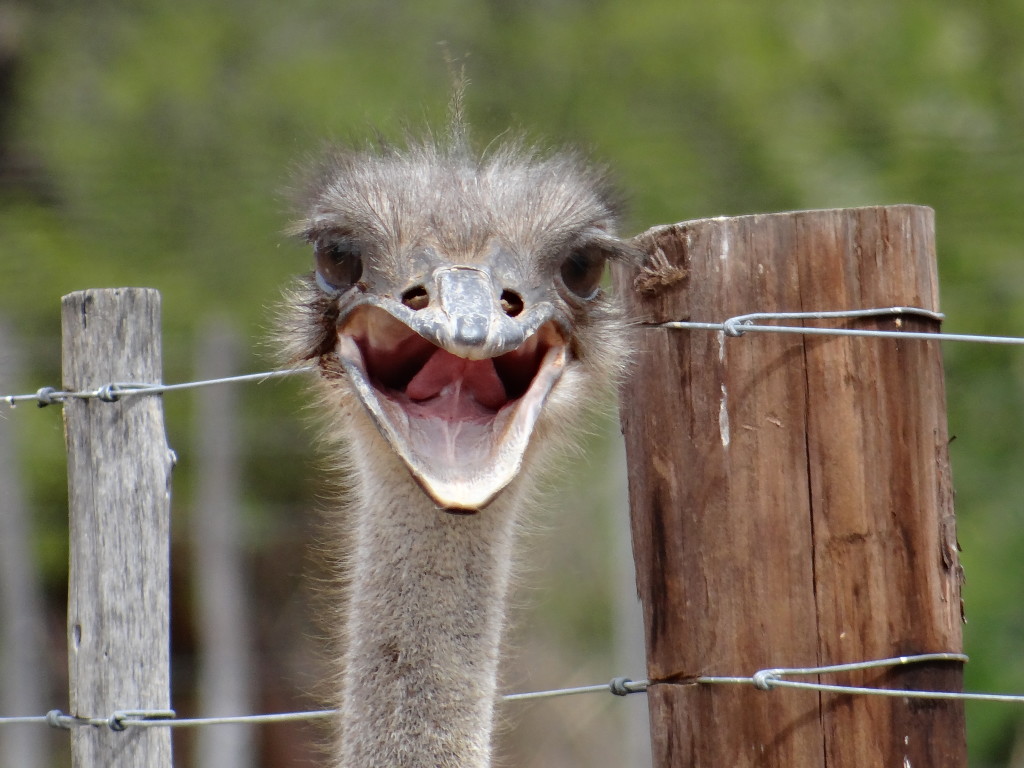 Ostrich Open Mouth