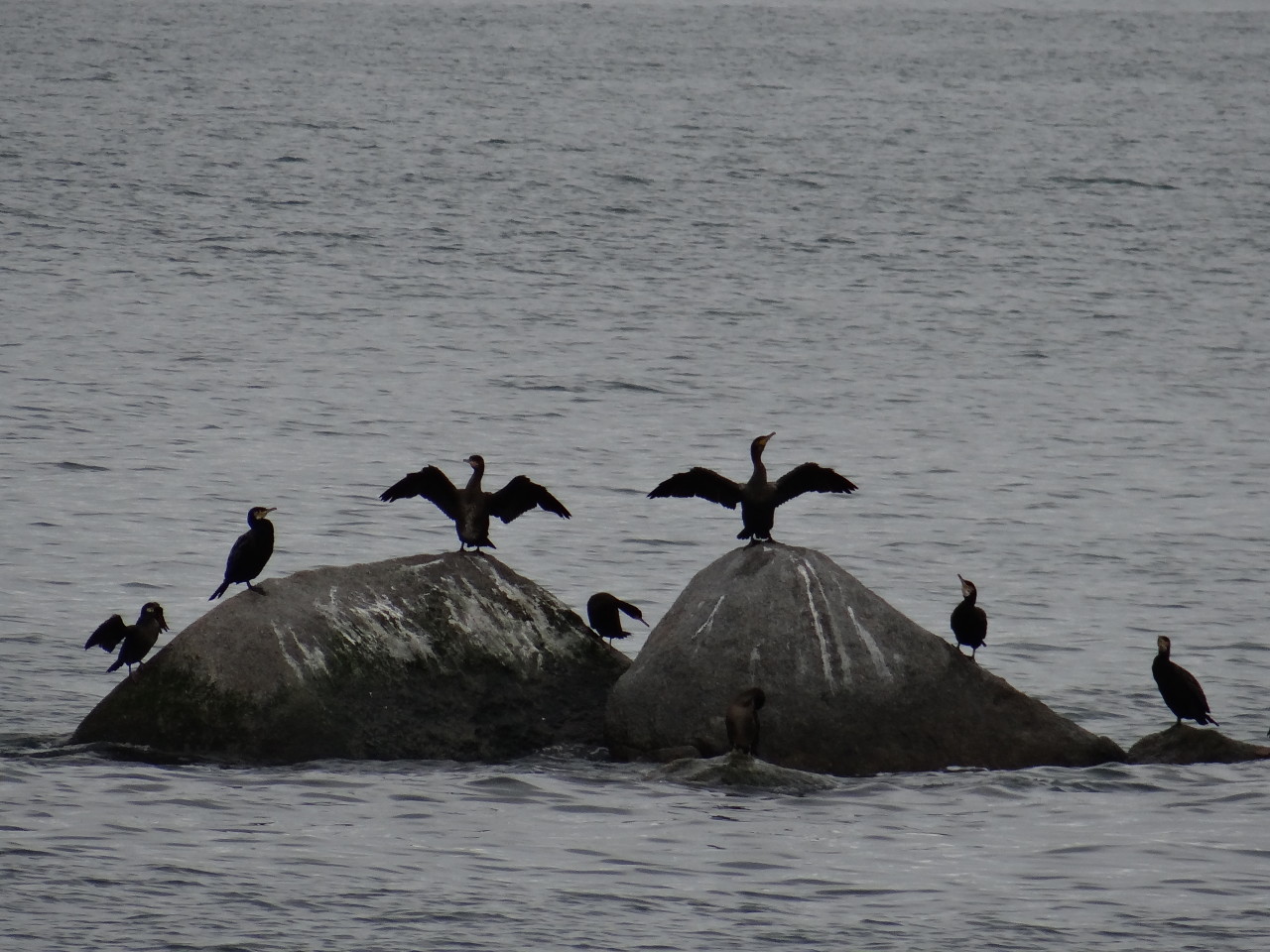 Birds on rocks along the South Coast of Dublin