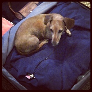 Dog in suitcase Paris with Mom