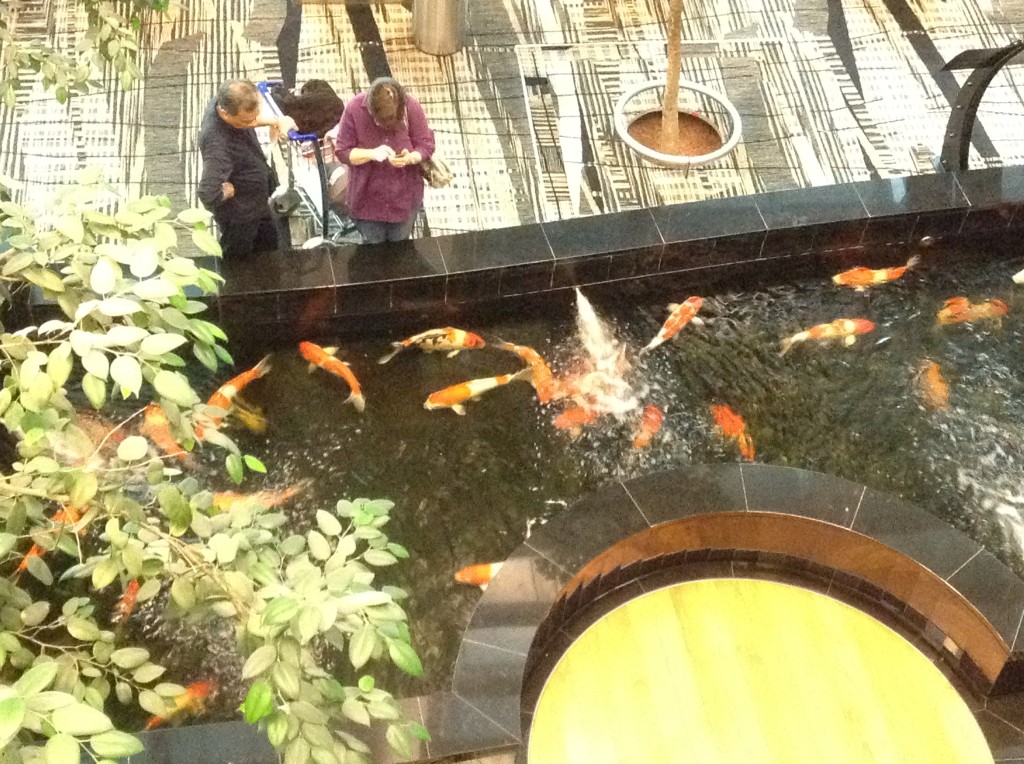 Changi Koi Pond