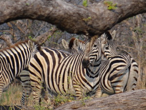 Zebras in Africa Okavango Delta - Award Trip IAD to JNB