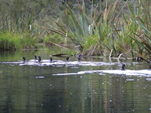 Ducks Lake Mapourika