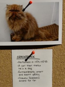 Harry Potter Stuido Tour Cat Casting