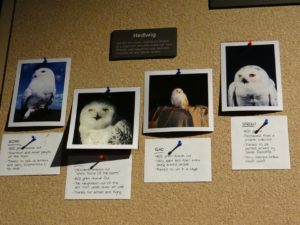 Harry Potter Studio Tour Owls