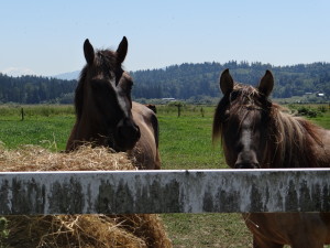 Horses in Washington State