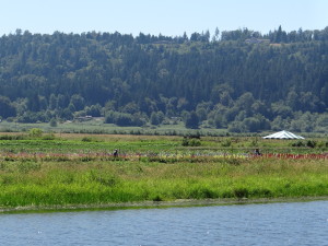 Flower Farm Washington State