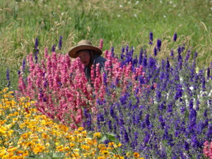 Flower Farm Washington State