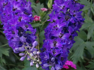 Purple Flowers London