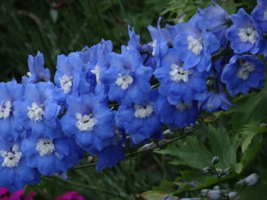St. James's London blue flowers