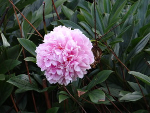 Pink flower London