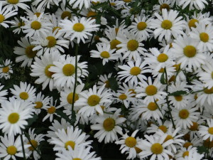 Daisies in St. James's Park London
