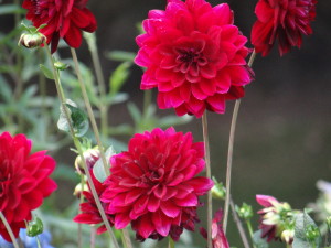 Flowers in St. James's Park