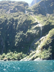 Milford Sound greenery