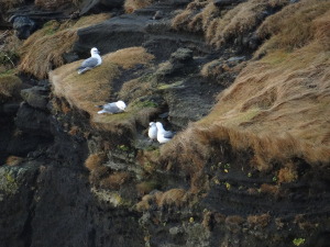 South Coast of Iceland birds