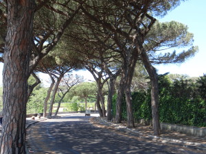 Beauty of Naples trees