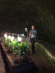 Underground Naples plants