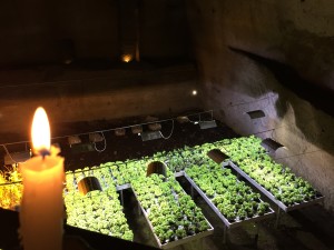 Underground Naples plants