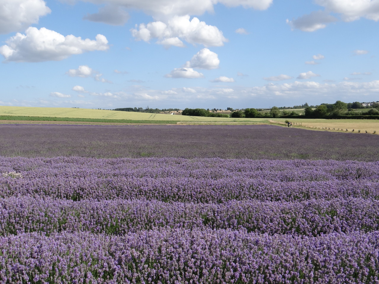 Hitchin Lavender fields