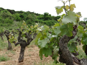 Llopart vines