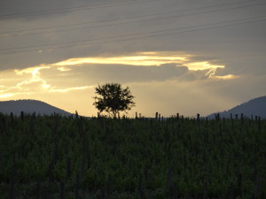 Sunset Spain Cava