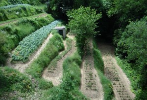The terraced garden in Anacapri