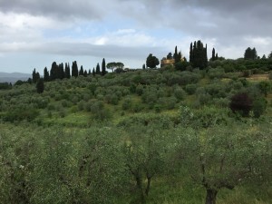 Florence Tuscan views