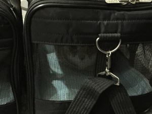 Calista the cat carry on bag
