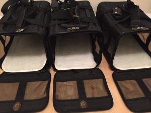 Cat Carriers Flying with Cats