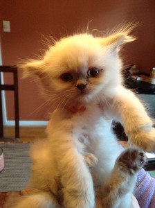 George the Kitten