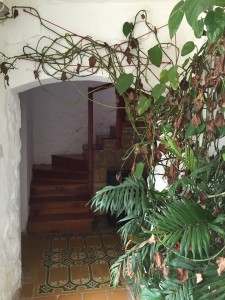 Airbnb gozo house plant inside