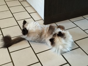Smokey the Cat Persian