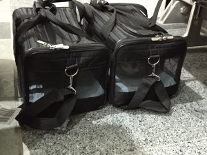Flying with cats american airlines