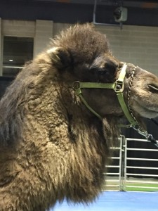 Philadelphia Travel & Adventure Show Camel rides