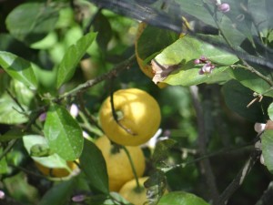 Sorrento Lemons