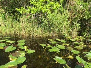 Everglades National Park Florida
