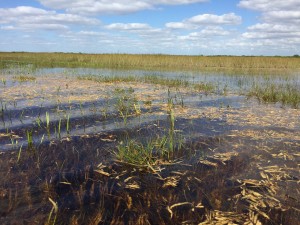 Florida River of Grass Everglades tour