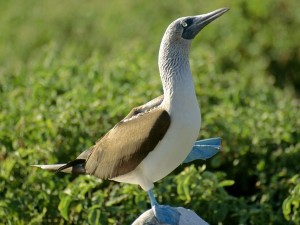 Luxury Family Vacations Galapagos