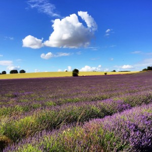 Gorgeous England day Hitchin lavender