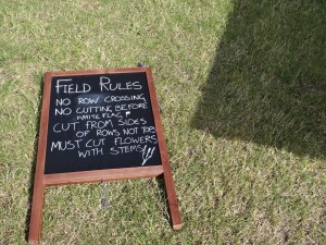 Hitchin Lavender field rules for cutting