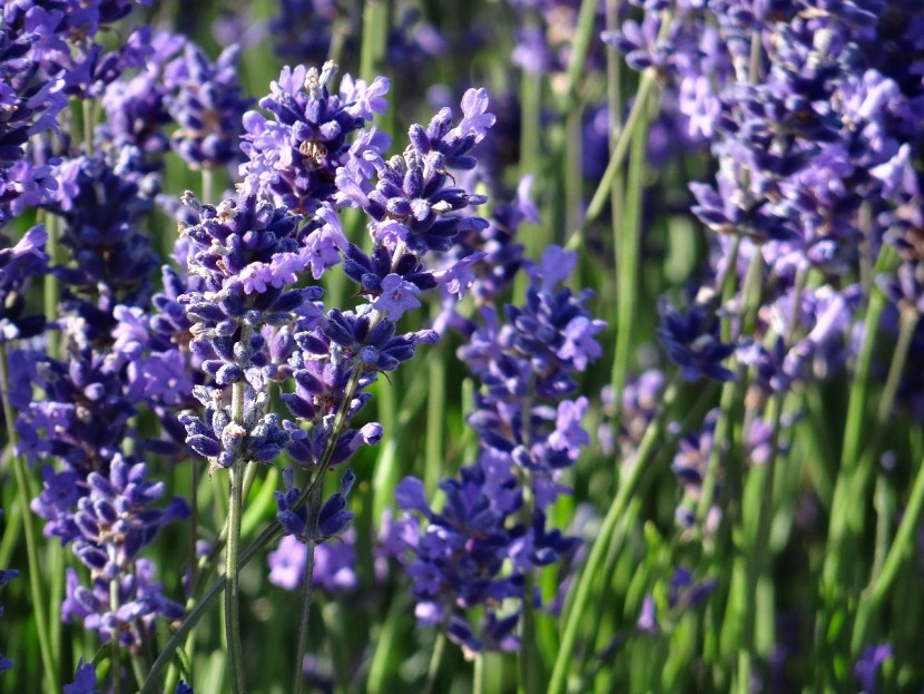 Hitchin Lavender flowers of england
