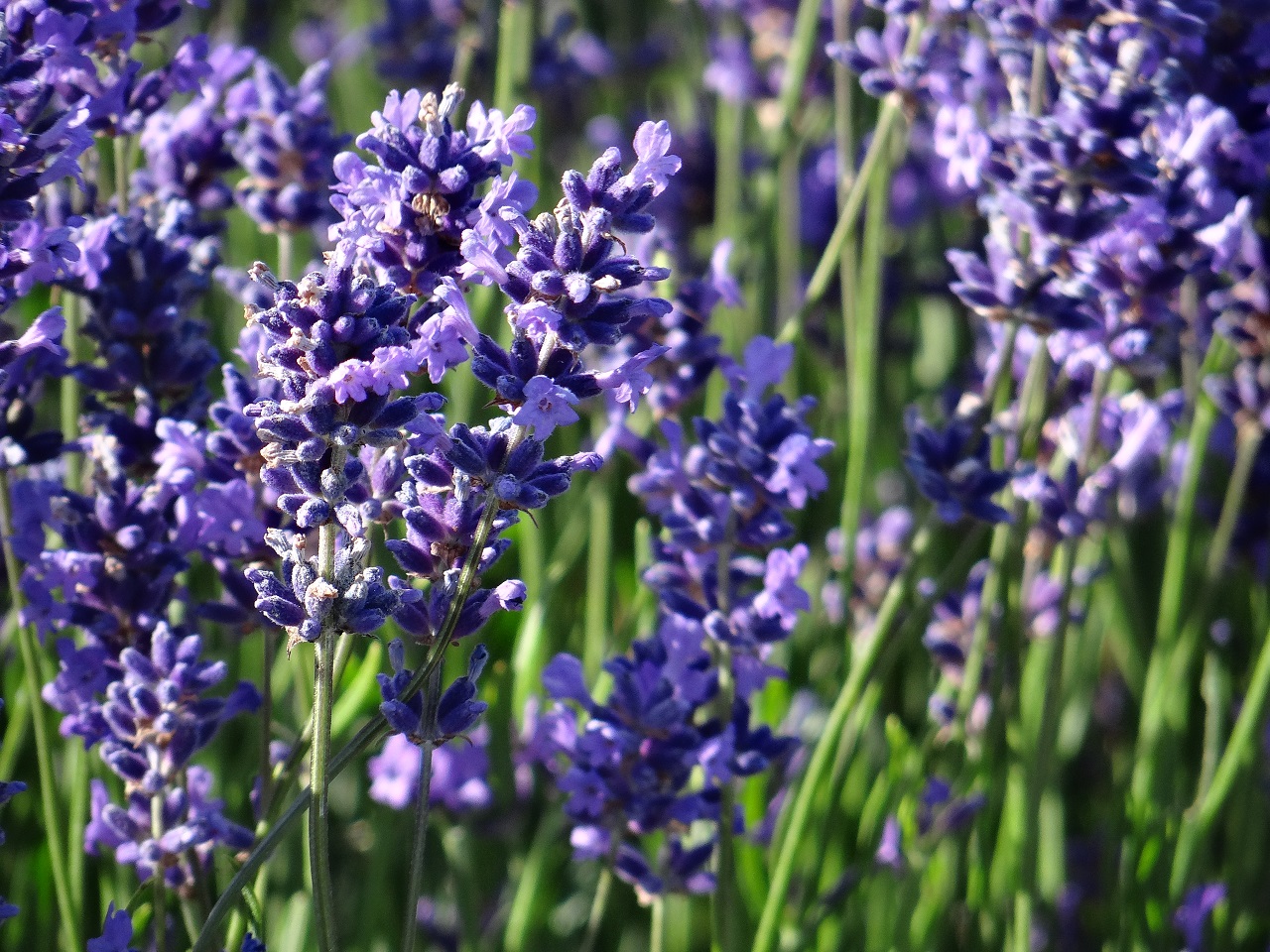Hitchin Lavender flowers of england