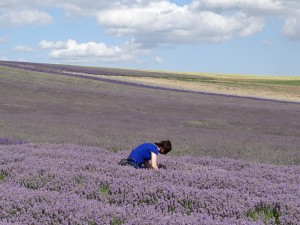 Hitchin Lavender Fields of Flowers