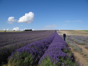 Hitchin lavender fields