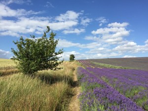 Hitchin Lavender farm England blue sky day